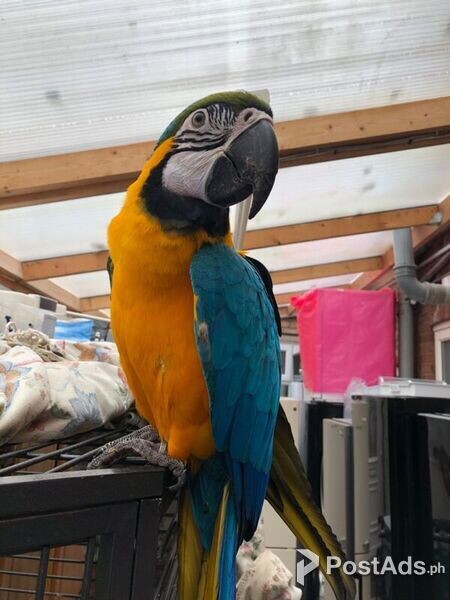 Macaw Parrots