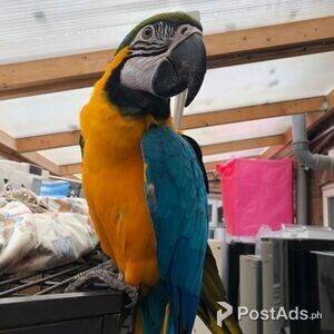 Macaw Parrots | PostAds PH