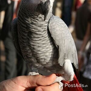 Beautiful Stunning Hand reared African Grey For Sale | PostAds PH