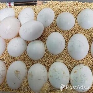 Ostrich,Macaw,African Grey,Cockatoo,Amazon,Eclectus parrot chicks and | PostAds PH