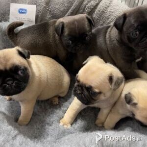 Kc Registered pug puppies For Sale (ready This Week | PostAds PH