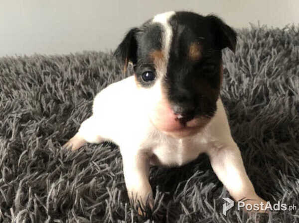Jack Russell pups