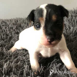 Jack Russell pups | PostAds PH