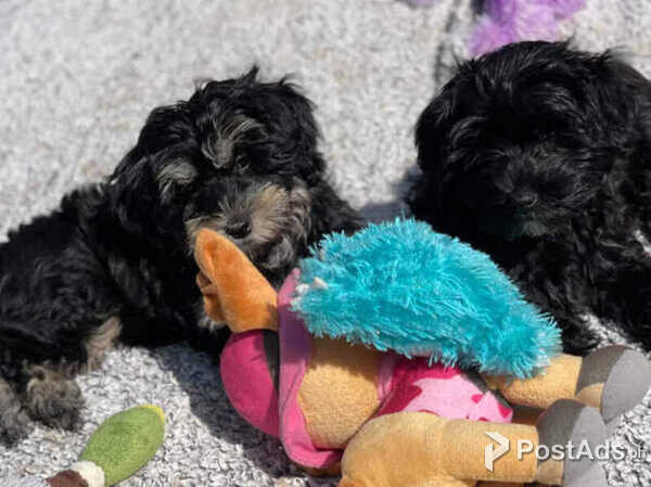 Havanese puppies
