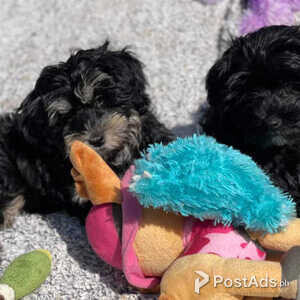 Havanese puppies | PostAds PH