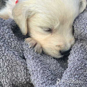 KC Registered Golden Retriever Puppies | PostAds PH
