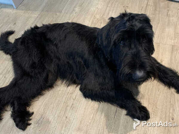 Giant Schnauzer pups