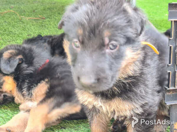 Stunning German shepherd puppies