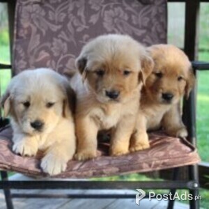 Two Adorable Retrievers for Sale | PostAds PH