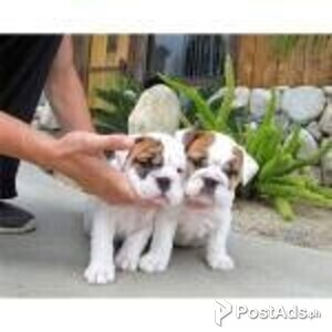 Amazing English Bulldogs Available For Sale | PostAds PH