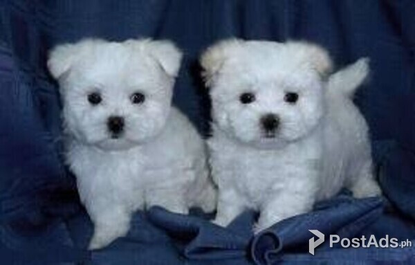  Amazing Teacup Maltese Puppies
