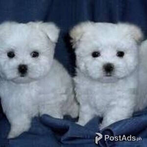 Amazing Teacup Maltese Puppies | PostAds PH