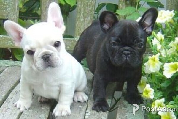 French Bulldog Puppies for sale