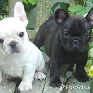 French Bulldog Puppies for sale | PostAds PH