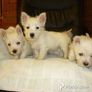 11 Weeks Old and West Highland Terrier Puppies. | PostAds PH