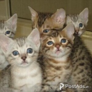 BENGAL Kittens Available | PostAds PH