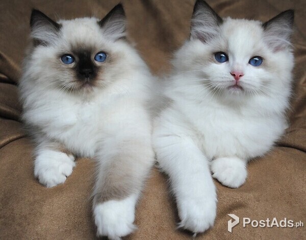 Two White Persian Kittens