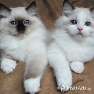 Two White Persian Kittens | PostAds PH