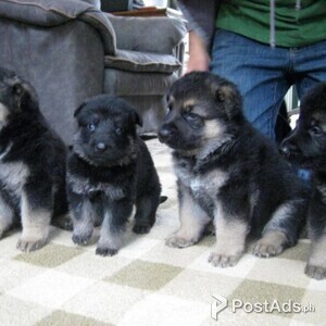 German Shepherd Puppies for Sale | PostAds PH