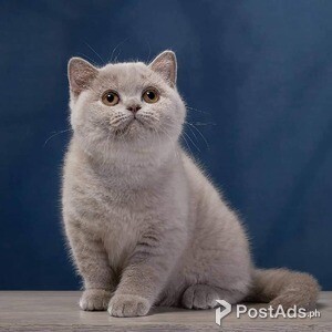 Female British Shorthair | PostAds PH