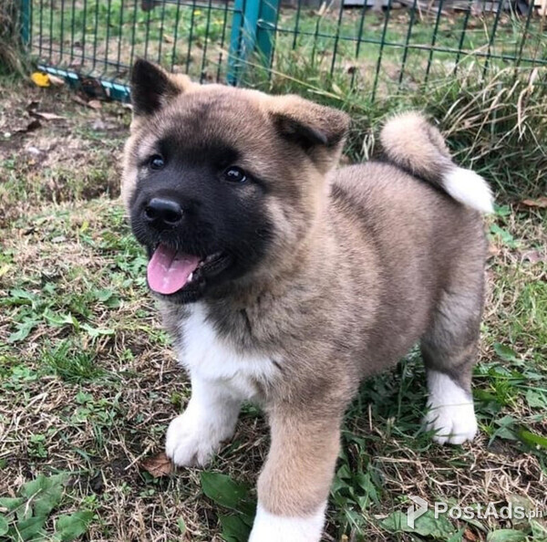 AKC AKITA PUPPIES MALE & FEMALE 