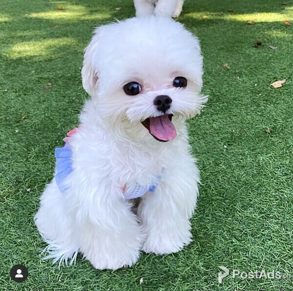 ,Fantastic maltese puppies 