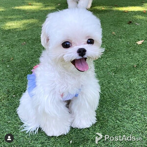 ,Fantastic maltese puppies | PostAds PH