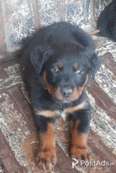 Rottweiler puppies for sale