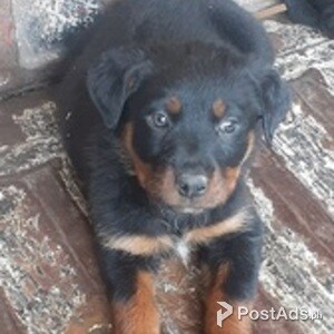 Rottweiler puppies for sale | PostAds PH