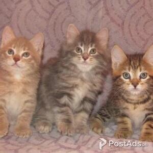 American Bobtail kittens | PostAds PH