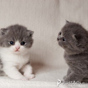 British Shorthair kittens | PostAds PH