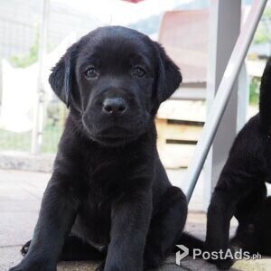 Male and female Labrador and Golden Retriever puppies | PostAds PH