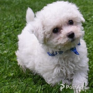 Bichon Frise puppies for sweet home | PostAds PH