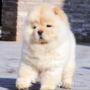 CUTE CHOW CHOW PUPPY FOREVER HOME | PostAds PH