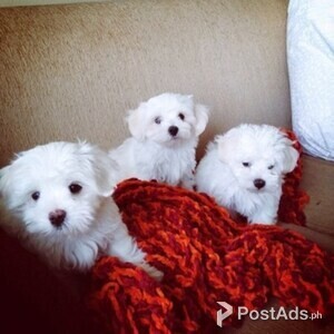Lovely Maltese Puppies for sale | PostAds PH
