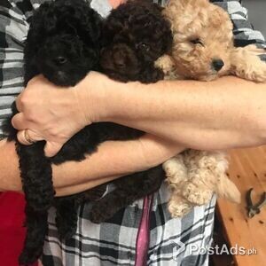 Toy Poodle Puppies available for sale | PostAds PH