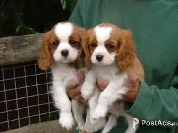 Cavalier King Charles Spaniel Puppies for sale