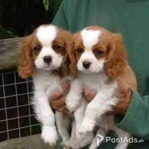 Cavalier King Charles Spaniel Puppies for sale | PostAds PH