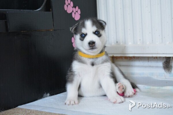 Sweet Siberian Husky Puppies