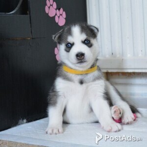 Sweet Siberian Husky Puppies | PostAds PH