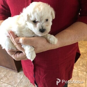 Bichon Frise puppy for home | PostAds PH