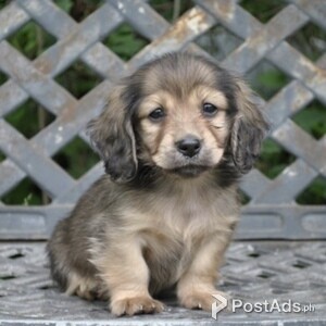 Healthy Dachshund Puppies | PostAds PH