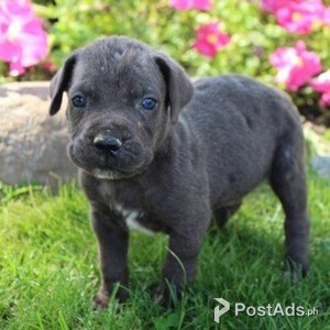 Cane Corso Female Puppies | PostAds PH