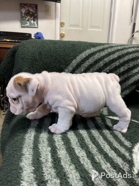 English Bulldogs for Rehoming