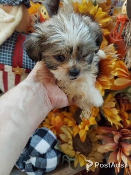 Family Rasied Shih Tzu