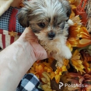 Family Rasied Shih Tzu | PostAds PH