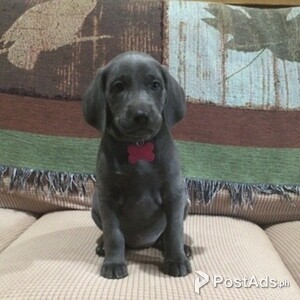 Weimaraner Puppies | PostAds PH
