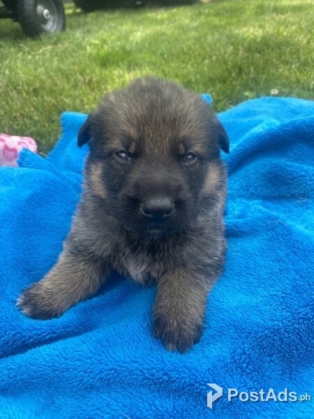 Quality German Shepherd puppies