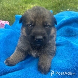 Quality German Shepherd puppies | PostAds PH