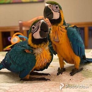 Amazing Blue and Gold Macaw Parrot | PostAds PH
